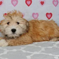 Patty, a female Havanese for sale in Roanoke, IL – Photo 2 of 6