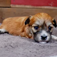 Patty, a female Havanese for sale in Roanoke, IL – Photo 5 of 6