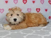 Patty, a female Havanese for sale in Roanoke, IL – Photo 2 of 6