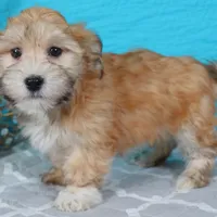 Patty, a female Havanese for sale in Roanoke, IL – Photo 4 of 6