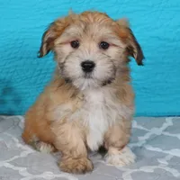 Patty, a female Havanese for sale in Roanoke, IL – Photo 3 of 6