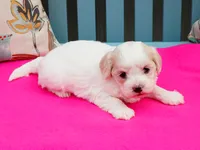 Apple, a female Cavapoo and Havanese for sale in Roanoke, IL – 2 of 2
