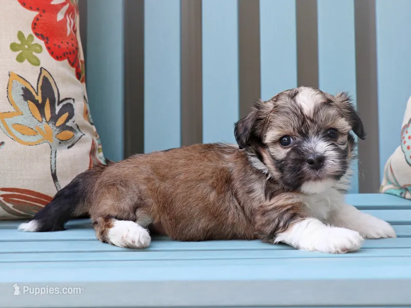 Cinderella - AKC – Havanese puppy for sale in Roanoke, IL