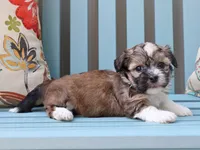 Cinderella - AKC, a female Havanese for sale in Roanoke, IL – 1 of 2