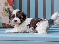 Moana - AKC, a female Havanese for sale in Roanoke, IL – 2 of 2