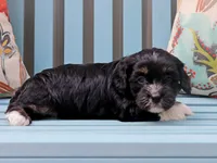 Tesla, a male Cavapoo and Havanese for sale in Roanoke, IL – 1 of 2