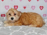 Dart, a male Havanese for sale in Roanoke, IL – Photo 2 of 6