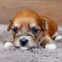 Dart, a male Havanese for sale in Roanoke, IL – Photo 6 of 6