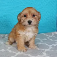 Dart, a male Havanese for sale in Roanoke, IL – Photo 3 of 6