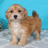 Dart, a male Havanese for sale in Roanoke, IL – Photo 4 of 6