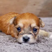 Dart, a male Havanese for sale in Roanoke, IL – Photo 5 of 6