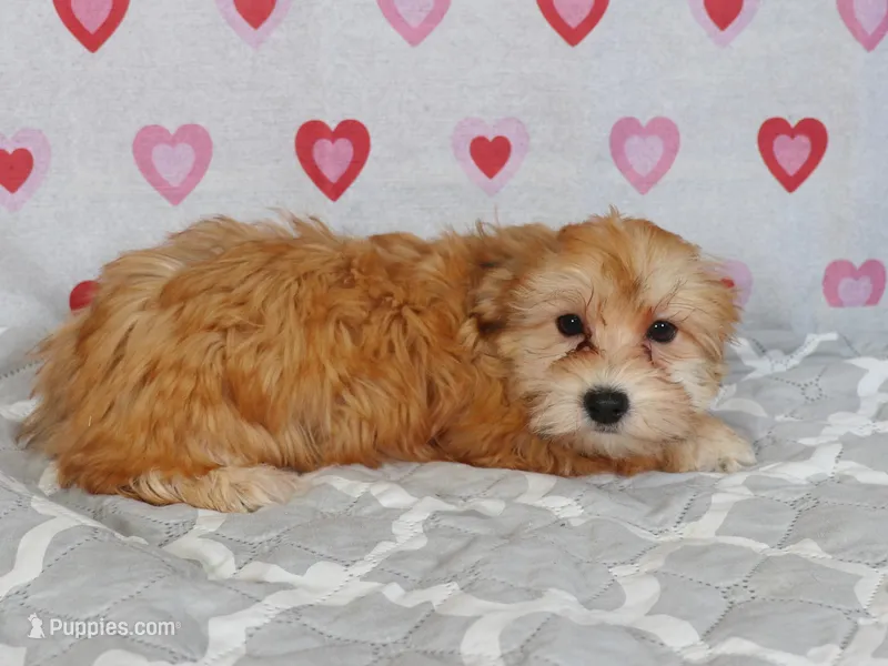 Dart – Havanese puppy for sale in Roanoke, IL