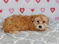 Dart, a male Havanese for sale in Roanoke, IL – Photo 1 of 6