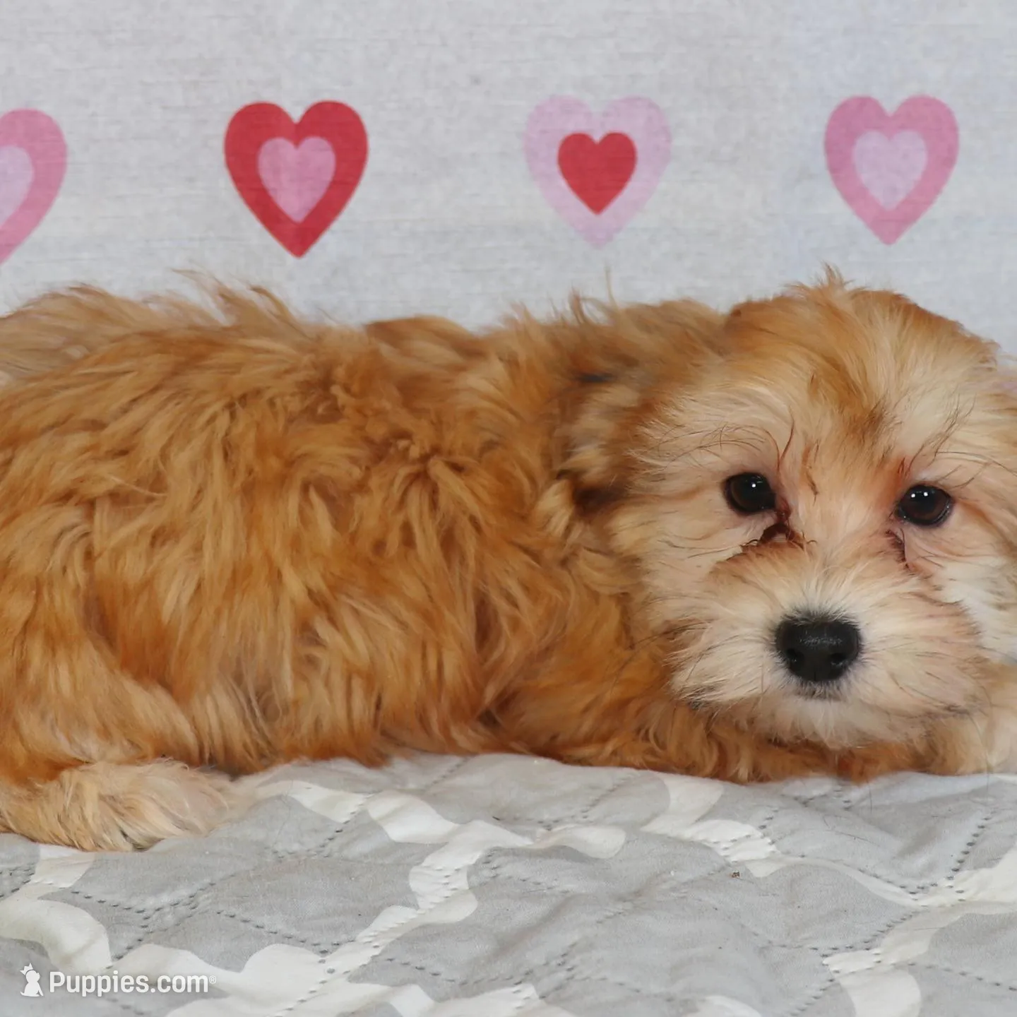Dart, a male Havanese for sale in Roanoke, IL – Photo 2 of 6