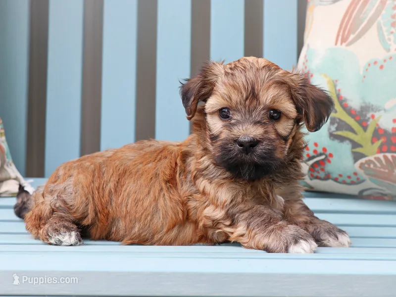 Charming - AKC – Havanese puppy for sale in Roanoke, IL
