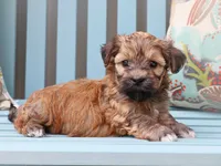 Charming - AKC, a male Havanese for sale in Roanoke, IL – 1 of 2