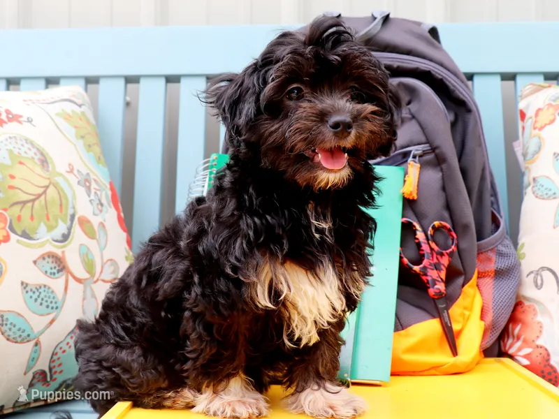 Goog – Cavapoo, Havanese puppy for sale in Roanoke, IL