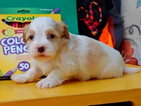 Latte, a female Havanese for sale in Roanoke, IL – 2 of 2