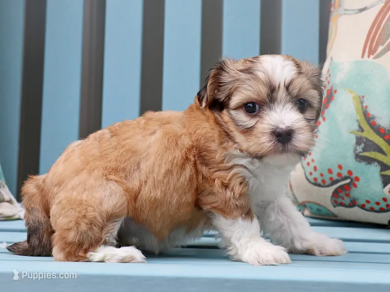 Bella - AKC – Havanese puppy for sale in Roanoke, IL