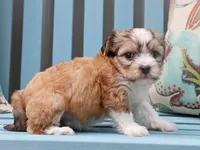 Bella - AKC, a female Havanese for sale in Roanoke, IL – 1 of 2