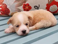 Ned, a male Havanese for sale in Roanoke, IL – 2 of 2