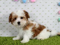 Dolly, a female Havanese for sale in Roanoke, IL – Photo 2 of 4