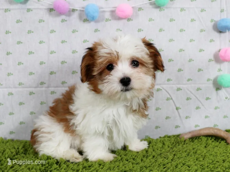 Dolly – Havanese puppy for sale in Roanoke, IL