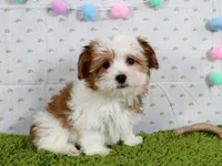 Dolly, a female Havanese for sale in Roanoke, IL – Photo 1 of 4