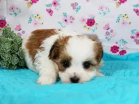 Dolly, a female Havanese for sale in Roanoke, IL – Photo 2 of 2