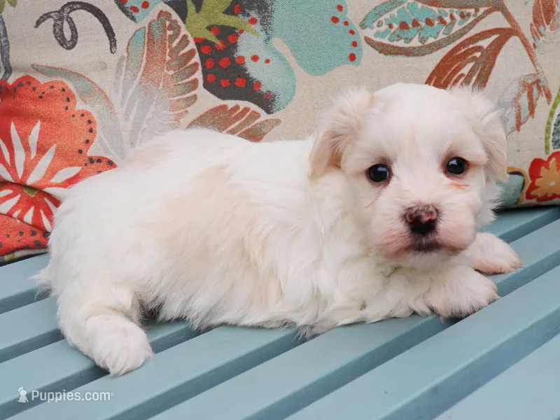 Iron – Havanese puppy for sale in Roanoke, IL