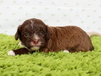 Boss, a male Havapoo for sale in Roanoke, IL – Photo 2 of 2