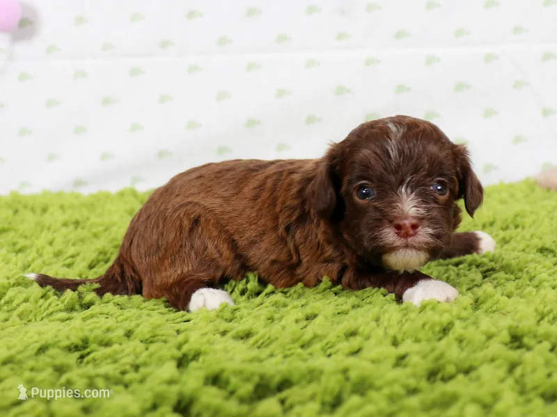 Boss – Havapoo puppy for sale in Roanoke, IL