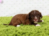 Boss, a male Havapoo for sale in Roanoke, IL – Photo 1 of 2