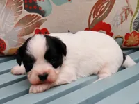 Forrest, a male Cavapoo and Havanese for sale in Roanoke, IL – 2 of 2