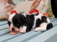Hunter, a male Cavapoo and Havanese for sale in Roanoke, IL – 2 of 2