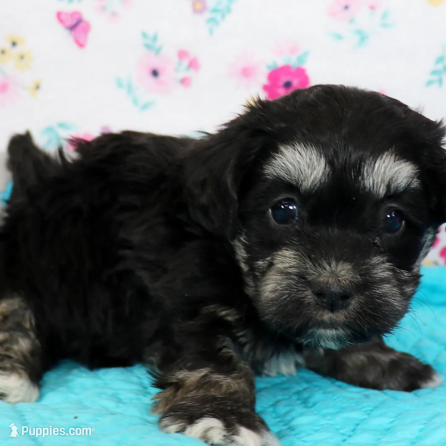 Pixie – Havanese puppy for sale in Roanoke, IL