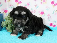 Pixie, a female Havanese for sale in Roanoke, IL – Photo 2 of 2