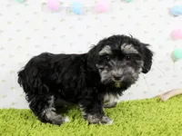 Pixie, a female Havanese for sale in Roanoke, IL – Photo 2 of 4