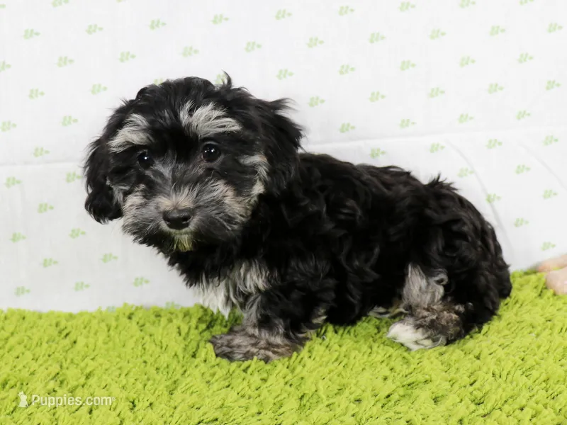 Pixie – Havanese puppy for sale in Roanoke, IL