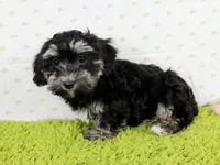 Pixie, a female Havanese for sale in Roanoke, IL – Photo 1 of 4