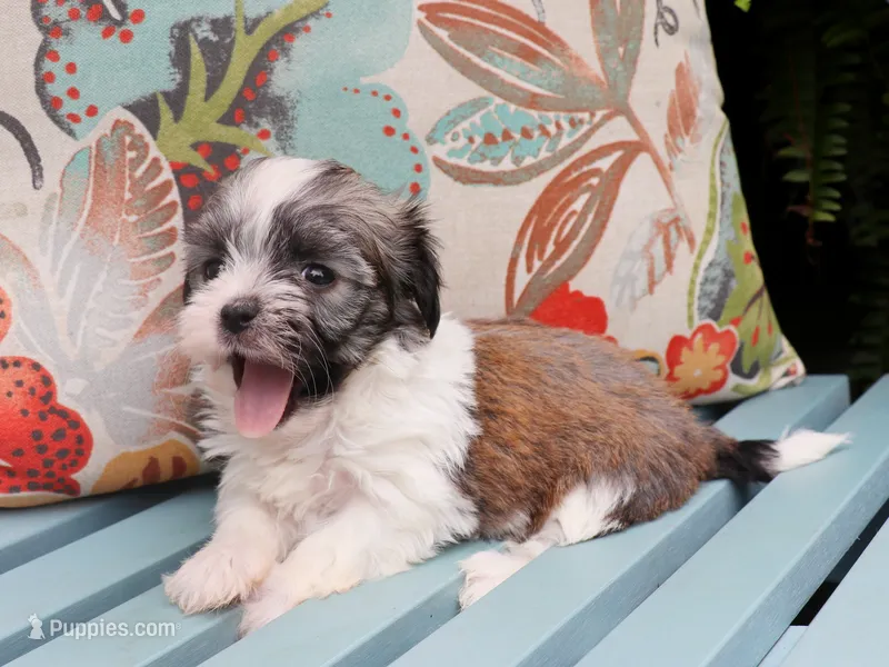 Lamine – Havanese puppy for sale in Roanoke, IL