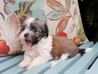 Lamine, a female Havanese for sale in Roanoke, IL – 1 of 2