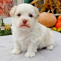 Betty, a female Havanese for sale in Roanoke, IL – Photo 6 of 6