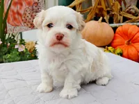 processed/885ea819-0c65-469d-bf94-ae1ff04d7c4e/listing/fddd75eb-70d5-4222-a740-10d9c8220faf/33fed0a3-c1a2-4dc9-bb18-f2ba473600b0