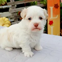 Betty, a female Havanese for sale in Roanoke, IL – Photo 5 of 6