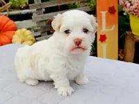 processed/885ea819-0c65-469d-bf94-ae1ff04d7c4e/listing/fddd75eb-70d5-4222-a740-10d9c8220faf/35b60cea-ca3d-401e-bea1-e1c09544ecc0