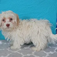 Betty, a female Havanese for sale in Roanoke, IL – Photo 4 of 6