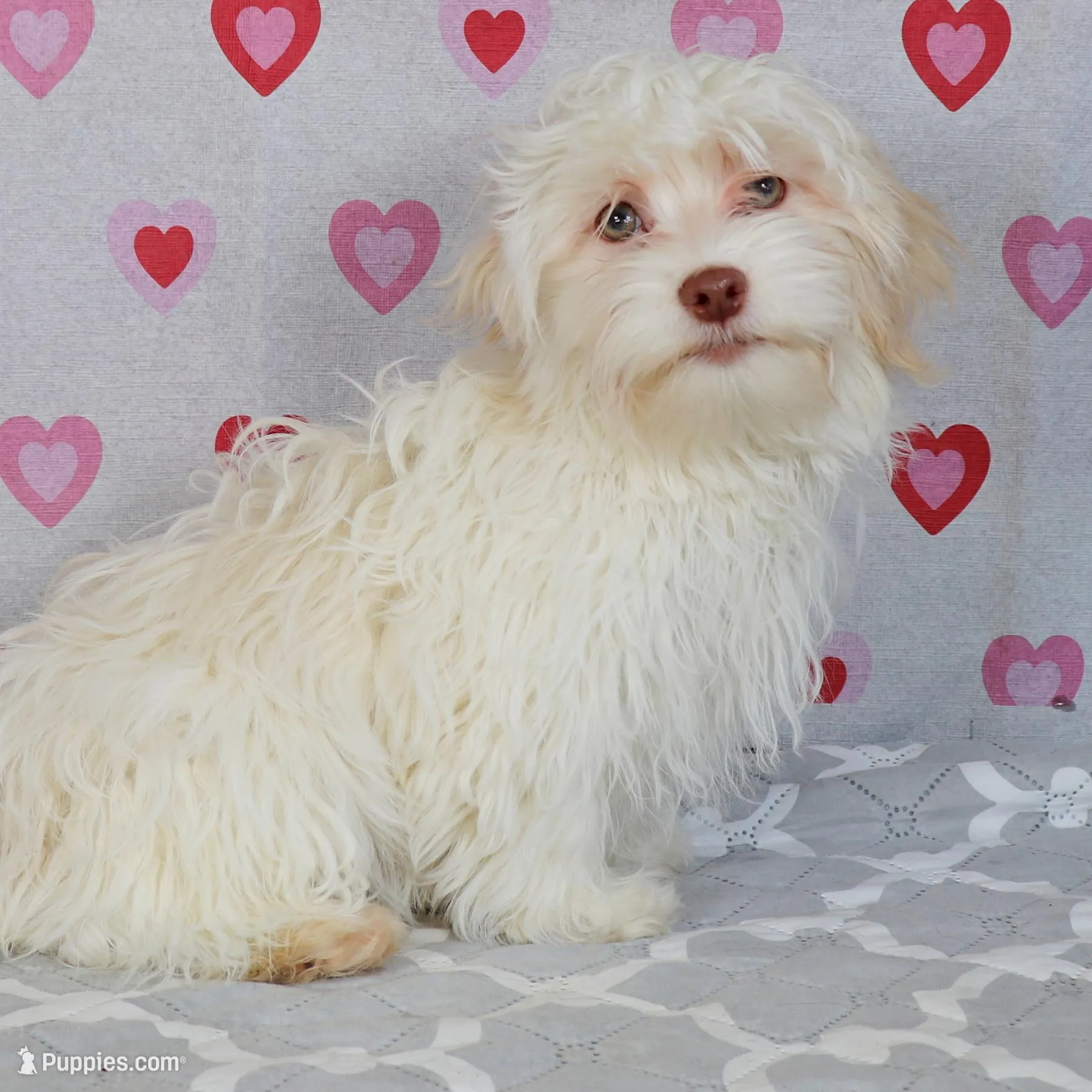 Betty, a female Havanese for sale in Roanoke, IL – Photo 2 of 6
