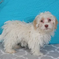 Betty, a female Havanese for sale in Roanoke, IL – Photo 3 of 6