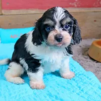 Dillon, a male Cavapoo and Havanese for sale in Roanoke, IL – Photo 3 of 4